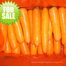 2015 New Crop Fresh Carrot (S grade and M grade)